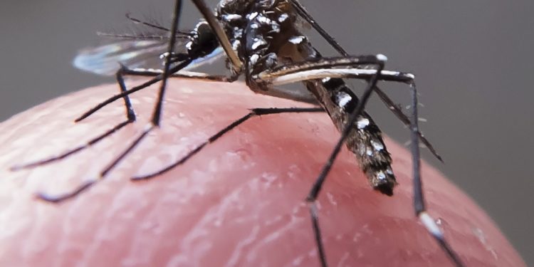 Número de casos prováveis de chikungunya aumenta 436% na Paraíba